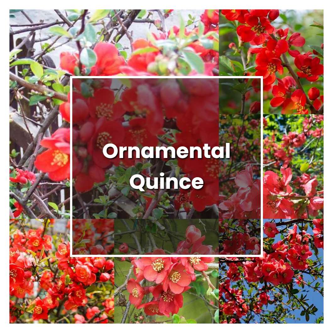 What Is Chinese Berry Ornamental? Care Tips