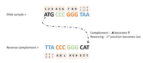 What Is Complement And Reverse? Easy Fixes