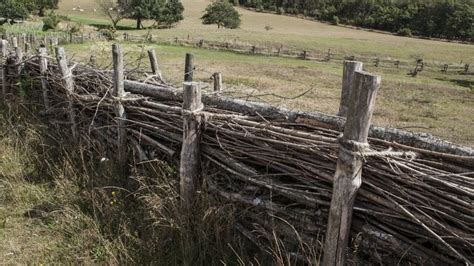 What Is Dead Hedge Fence? Ecofriendly Solution