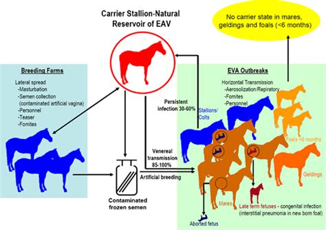 What Is Equine Viral Arteritis? Prevention Guide