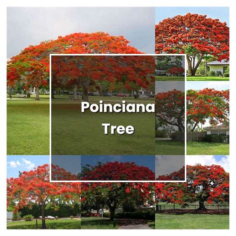 What Is Florida Poinciana Tree? Care Tips