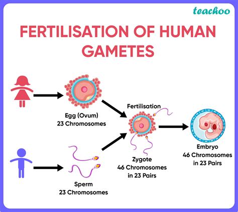 What Is Gamete Transfer? Fertility Solution