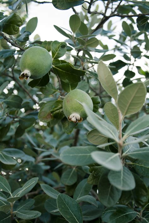 What Is Guava Fruit Tree? Care Tips