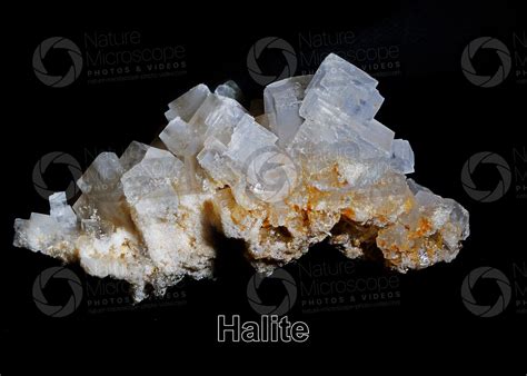 What Is Halite Under Microscope?