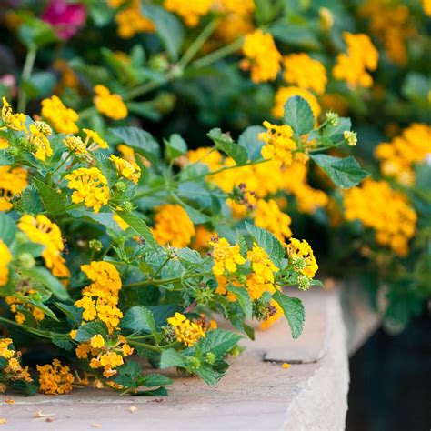 What Is Lantana New Gold? Growing Tips