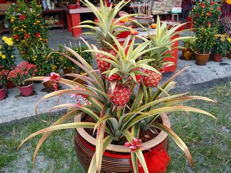 What Is Ornamental Pineapple Plant? Care Tips