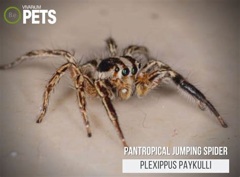 What Is Pantropical Jumping Spider? Identification Tips