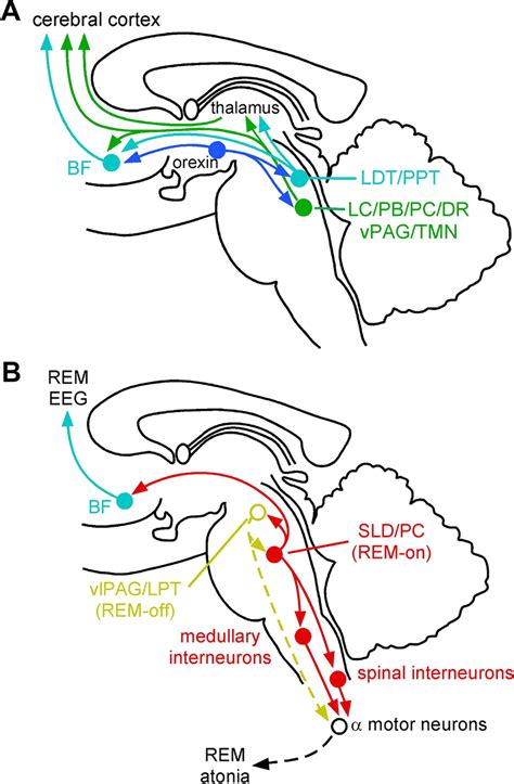 What Is Pedunculopontine Ppt Arousal? Boost Alertness