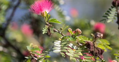 What Is Powder Puff Tree? Care Tips