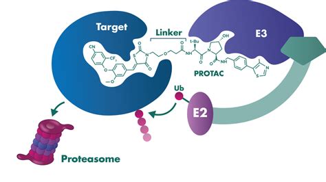 What Is Protac Proteasome Degradation? Expert Guide