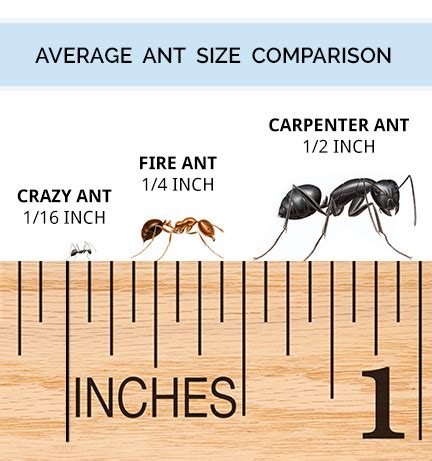 What Is Red Ant Black Abdomen? Identification Guide