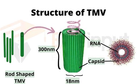 What Is Rod Shaped Tmv? Virus Facts