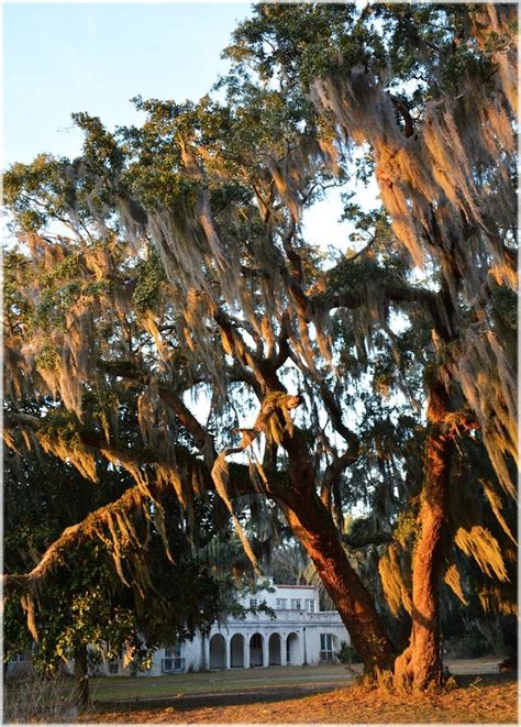 What Is Sapelo Island Ga? Ultimate Travel Guide