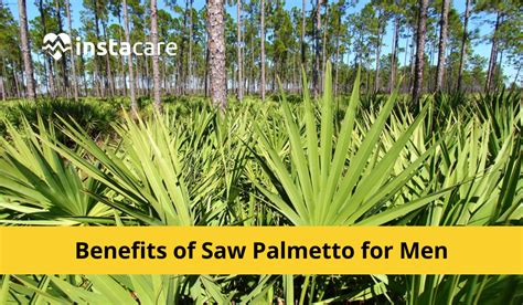 What Is Saw Palmetto Palm? Natural Benefits