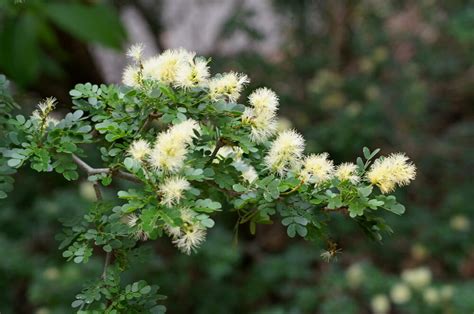 What Is Texas Ebony Tree? Care Tips