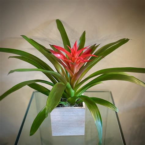 What Is The Amp Quot Perfect Amp Quot Light For Our Bromeliads R Bromeliad