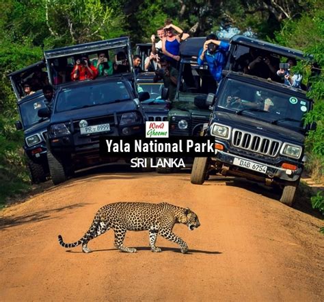 What Is The Best Time To Visit Yala National Park By Yala Safari Holidays