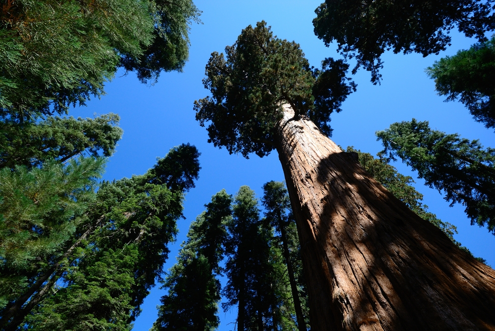 What Is The World S Tallest Tree Live Science