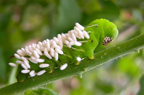 What Is Tomato Hornworm Life Cycle? Manage Infestation