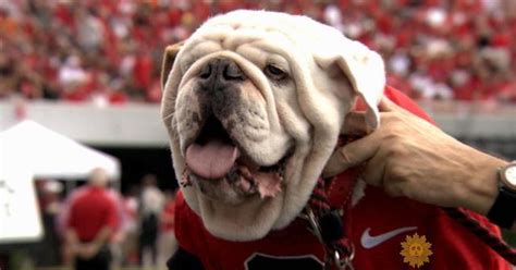 What Is Uga Bulldog Mascot? Meet The Beloved Icon