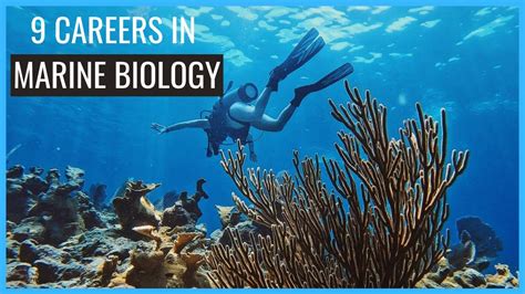 What Is Uga Marine Biology? Career Guide