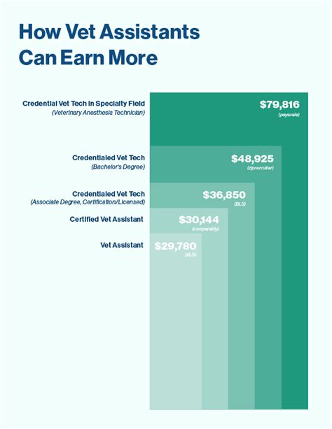 What Is Vet Assistant Pay? Salary Guide