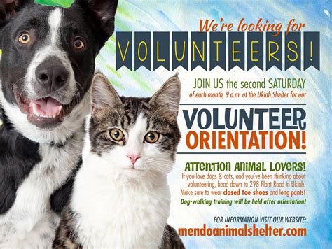 What Is Volunteer Pet Shelter Toronto? Get Involved