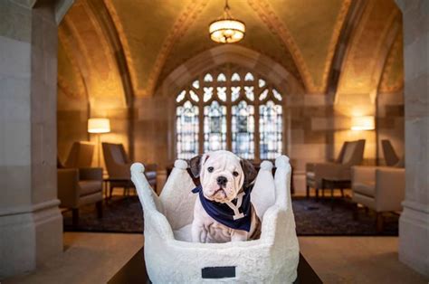 What Is Yale Mascot? Meet Handsome Dan