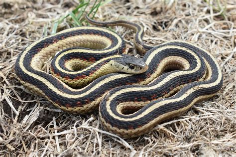 What Is Yellow Garter Snake? Identification Guide