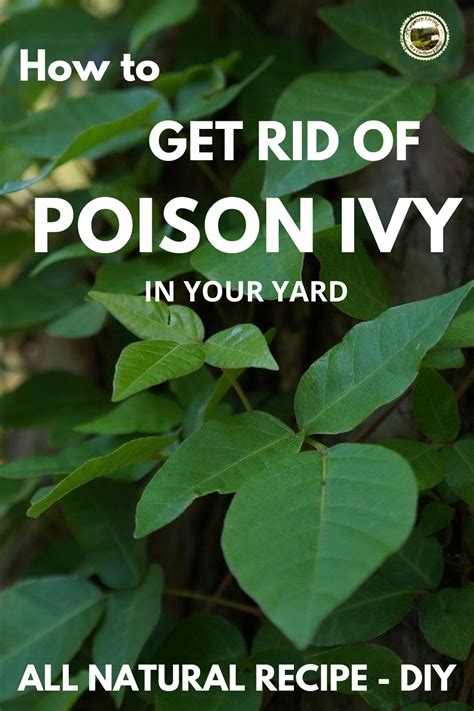 What Kills Poison Ivy? Natural Solutions Guaranteed