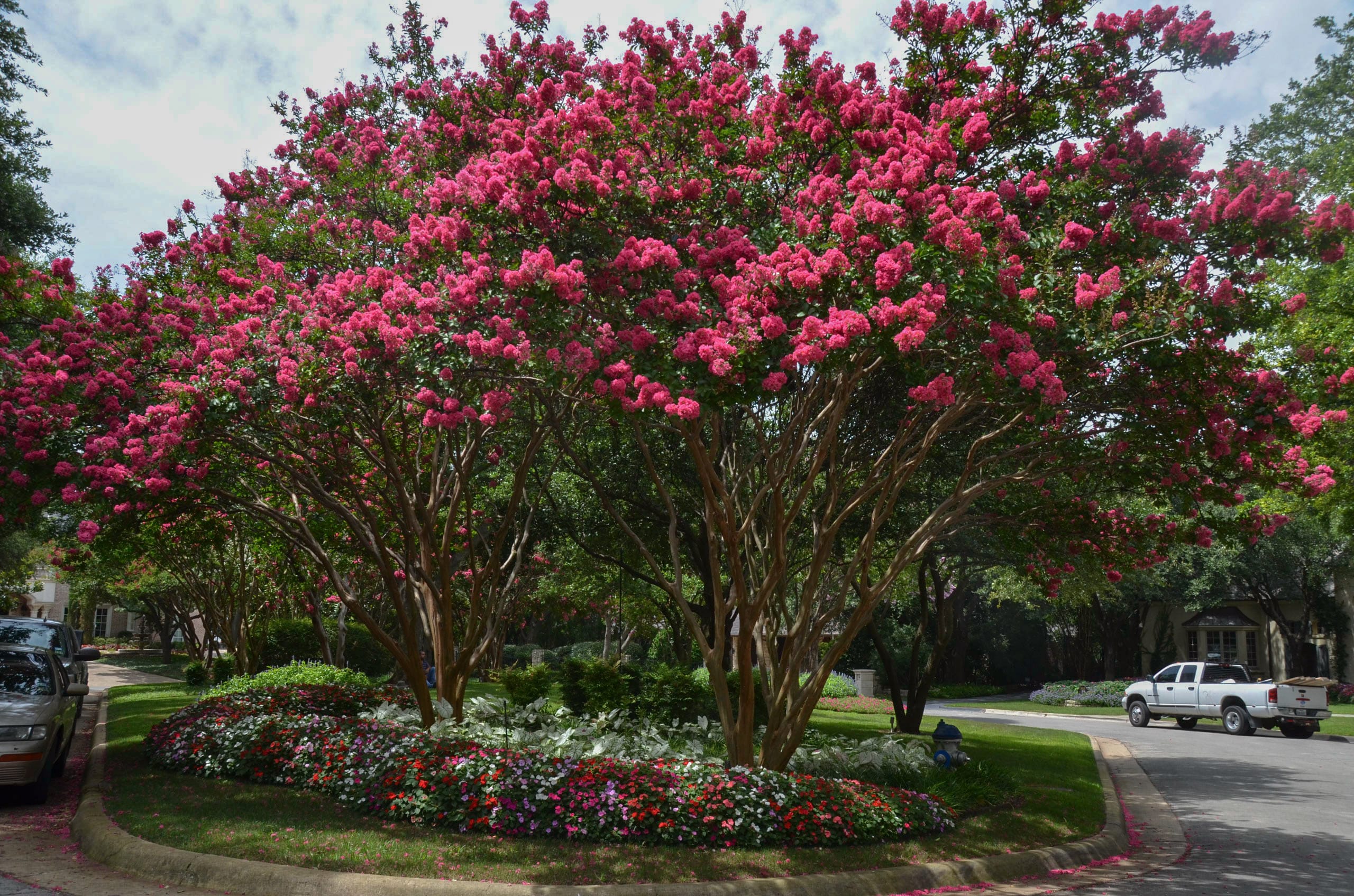 What Kills Red Crape Myrtle? Prevention Tips