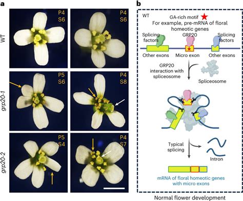 What Makes Proteins In Flowers