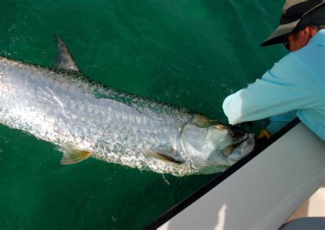 What Makes Tarpon Fish Dangerous? Safety Tips