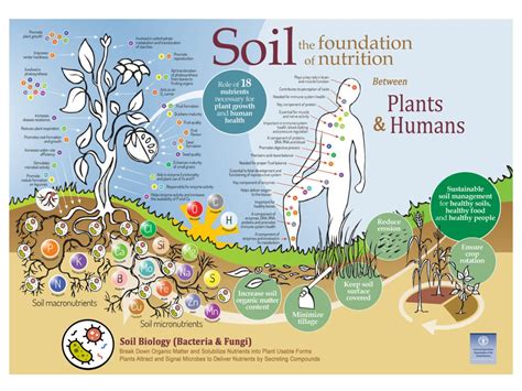 What S All The Buzz About Soil Health Fulfill Nj