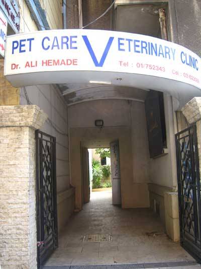 What Services Does Yale Veterinary Clinic Offer? Pet Care Solutions