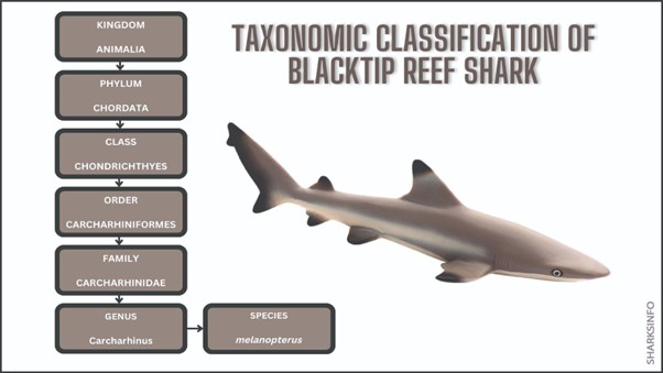 What Threats Blacktip Reef Shark? Safety Guide