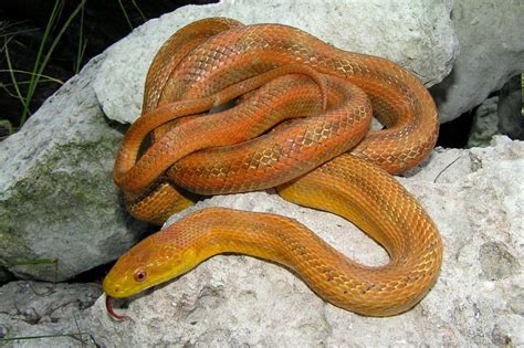 What Threats Do Yellow Rat Snakes Pose? Safety Tips