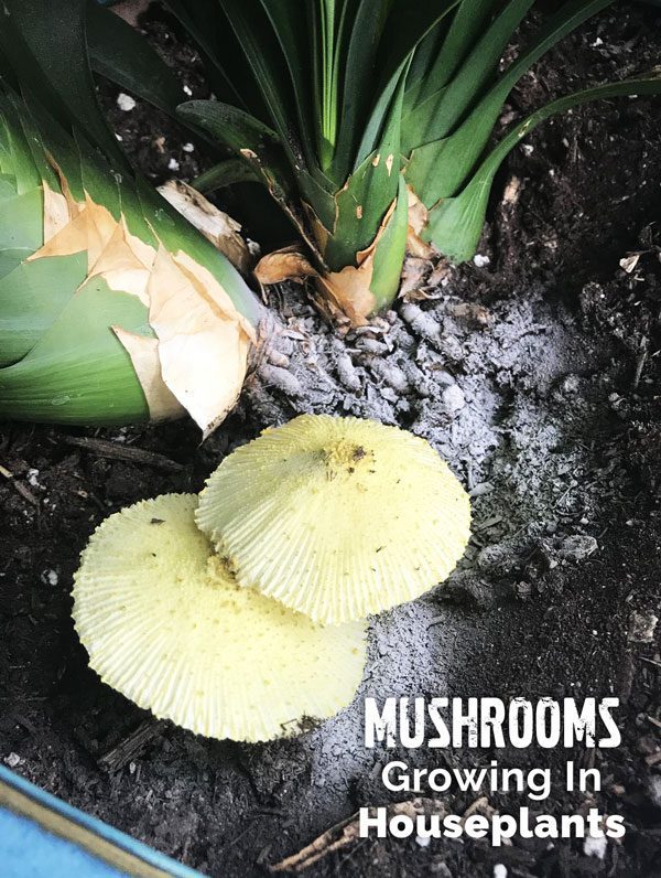 What To Do When You Find Mushrooms Growing In Your Houseplants Garden