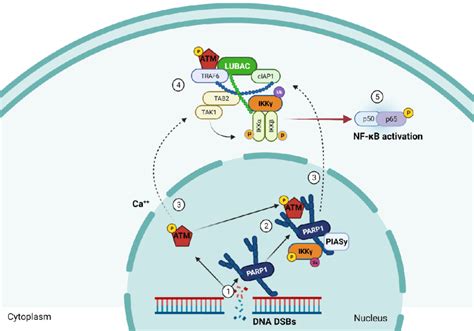 What Triggers Cytoplasm Reactions? Expert Insights