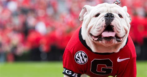 What Type Of Dog Is Uga