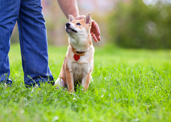 What's Safe When Petting Dawg? Expert Tips