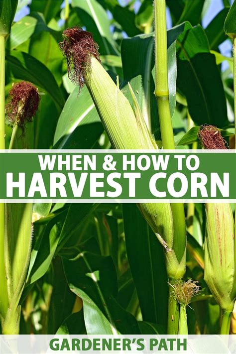 When And How To Harvest Corn Gardener S Path