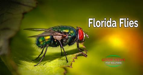 When Do Biting Flies Disappear? Florida Relief