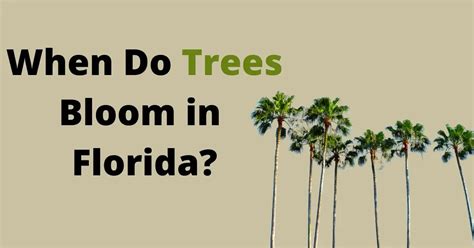 When Do Trees Bloom Yellow? Florida Care Tips