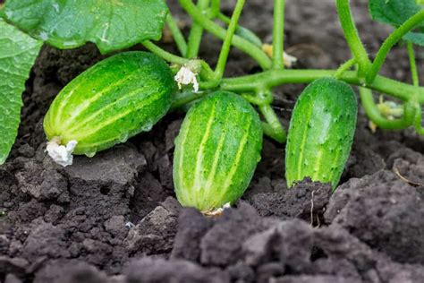 When Does Cucumber Mature? Harvest Tips