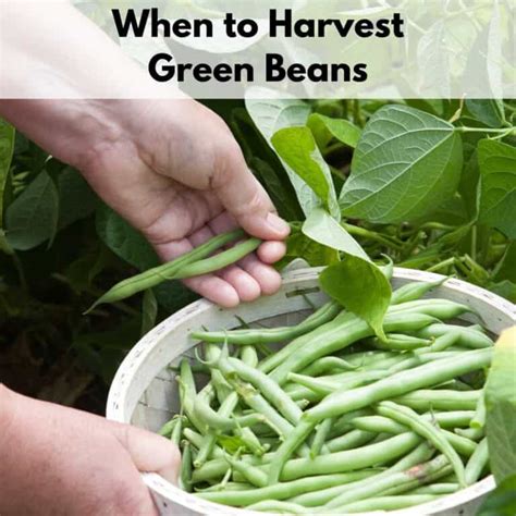 When To Harvest Green Beans Together Time Family