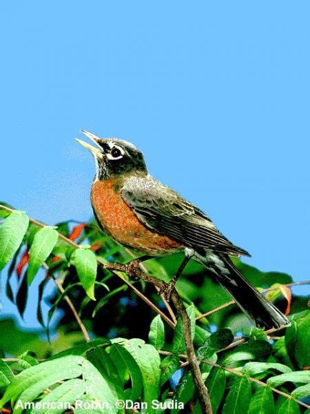 When To Hear Florida Bird Sounds? Timing Tips