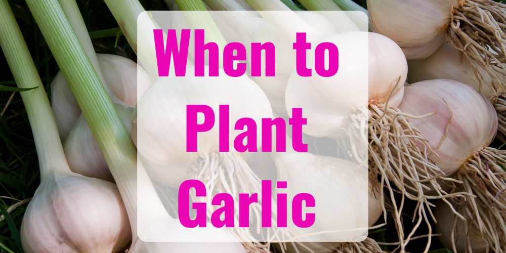 When To Plant Garlic Growing Guide Gfl Outdoors