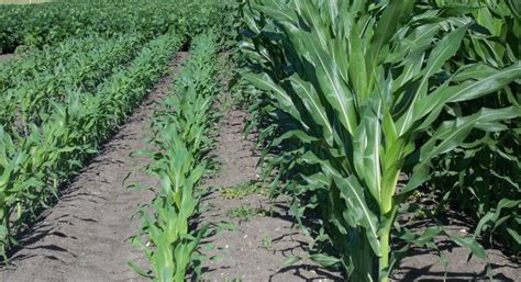 When To Switch To Early Maturity Corn Hybrids Golden Harvest Golden