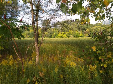 When To Visit Humber Marshes Park? Best Times